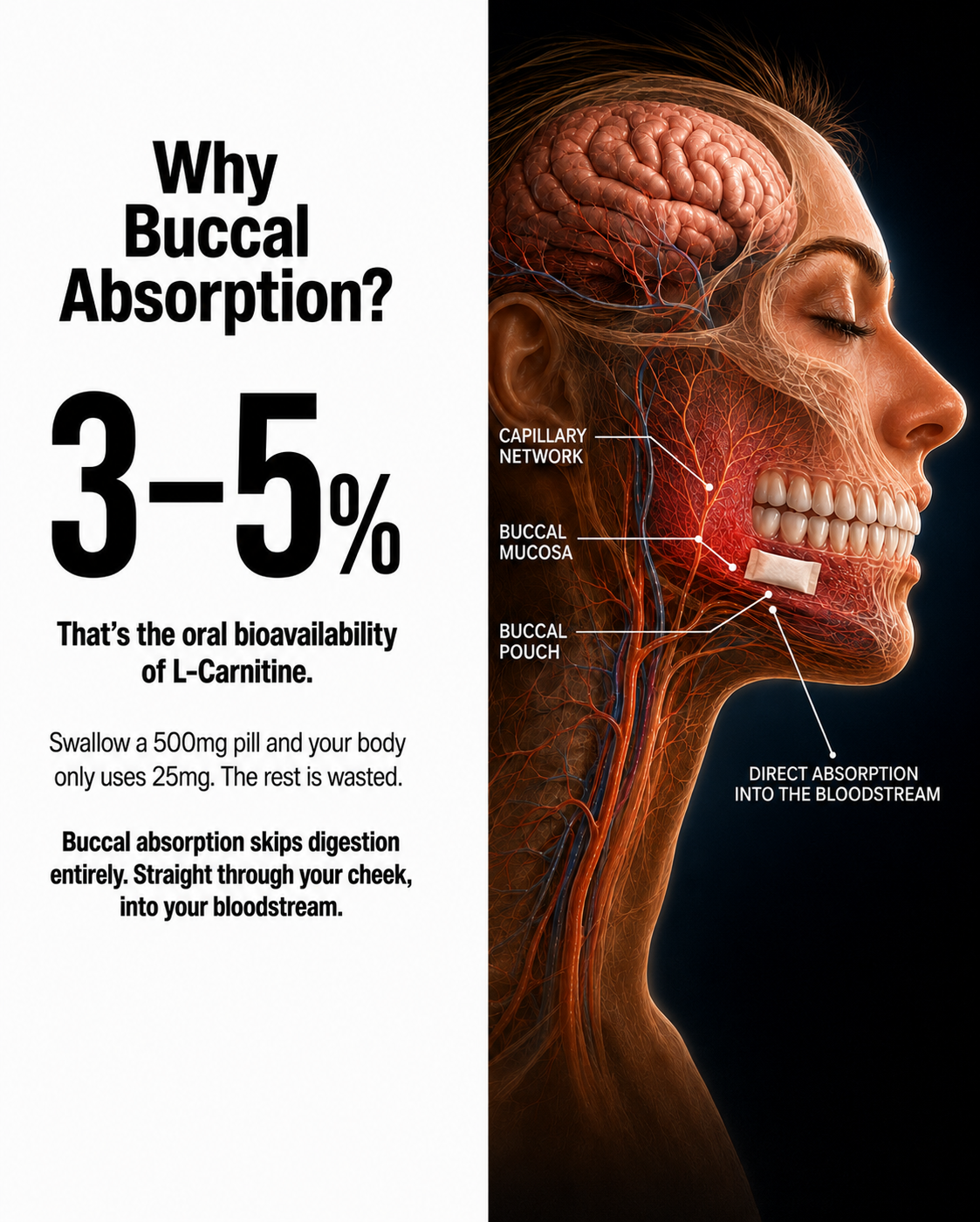 oral l carnitine bioavailability of Enhanced Bioavailability of L-Carnitine After Painless Intradermal Delivery vs. Administration Helios | Buccal Absorption L-Carnitine
